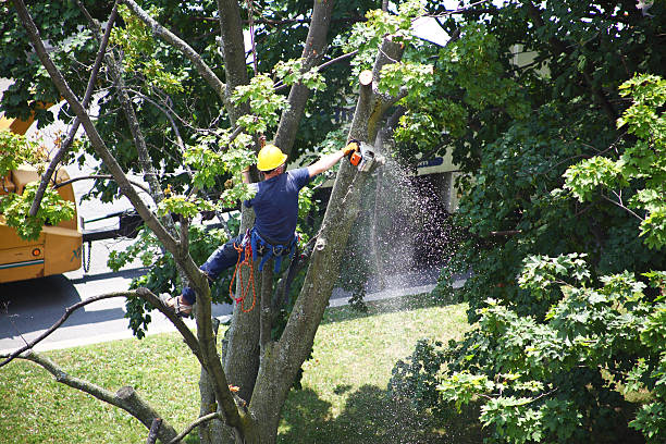 How Our Tree Care Process Works  in  Chinook, MT