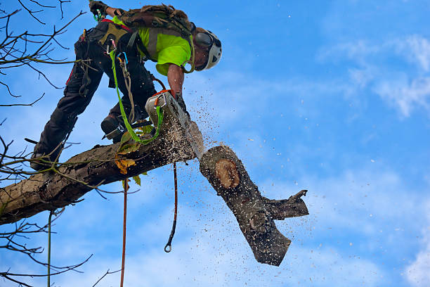 Tree and Shrub Care in Chinook, MT